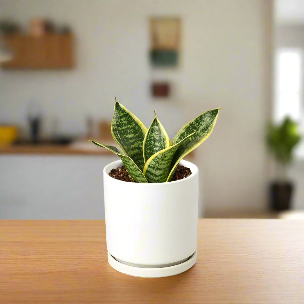 Snake Plant Laurentii Dwarf