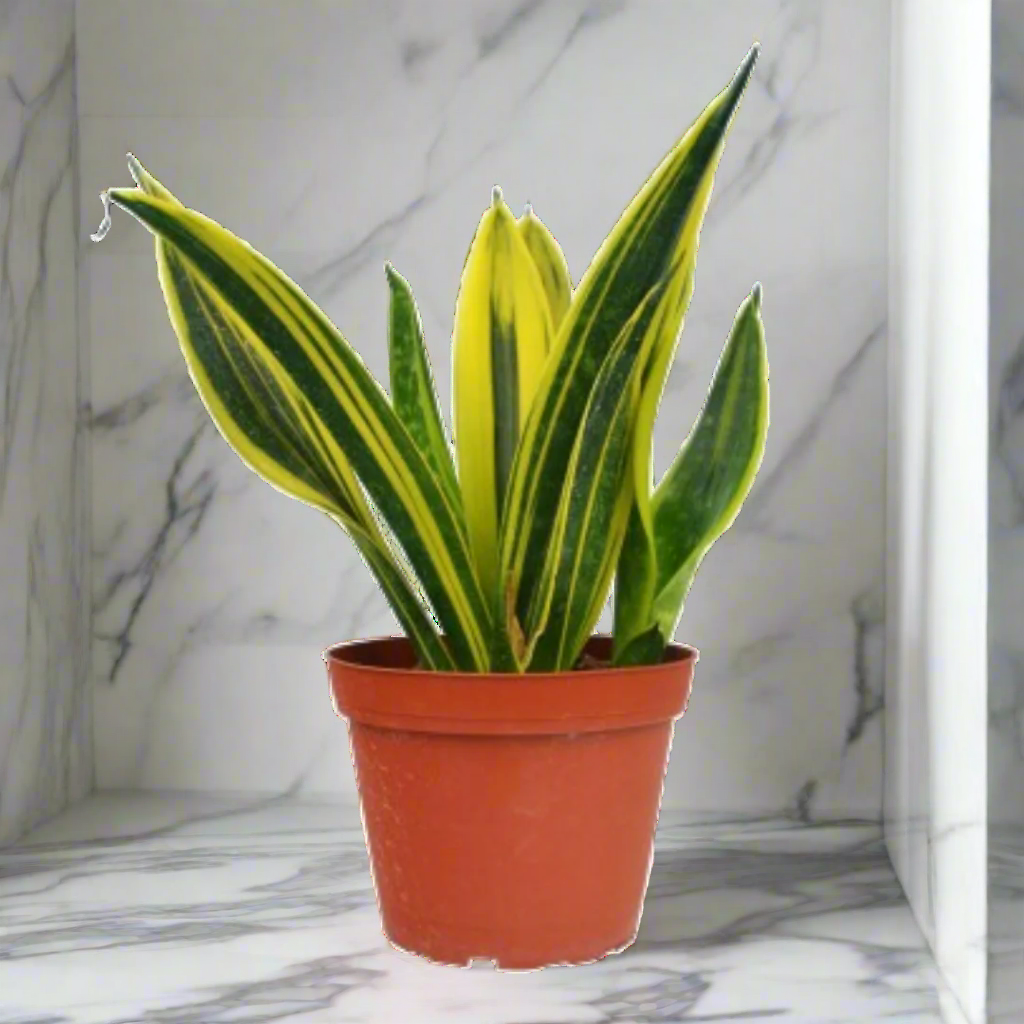 Snake 'Gold Flame'