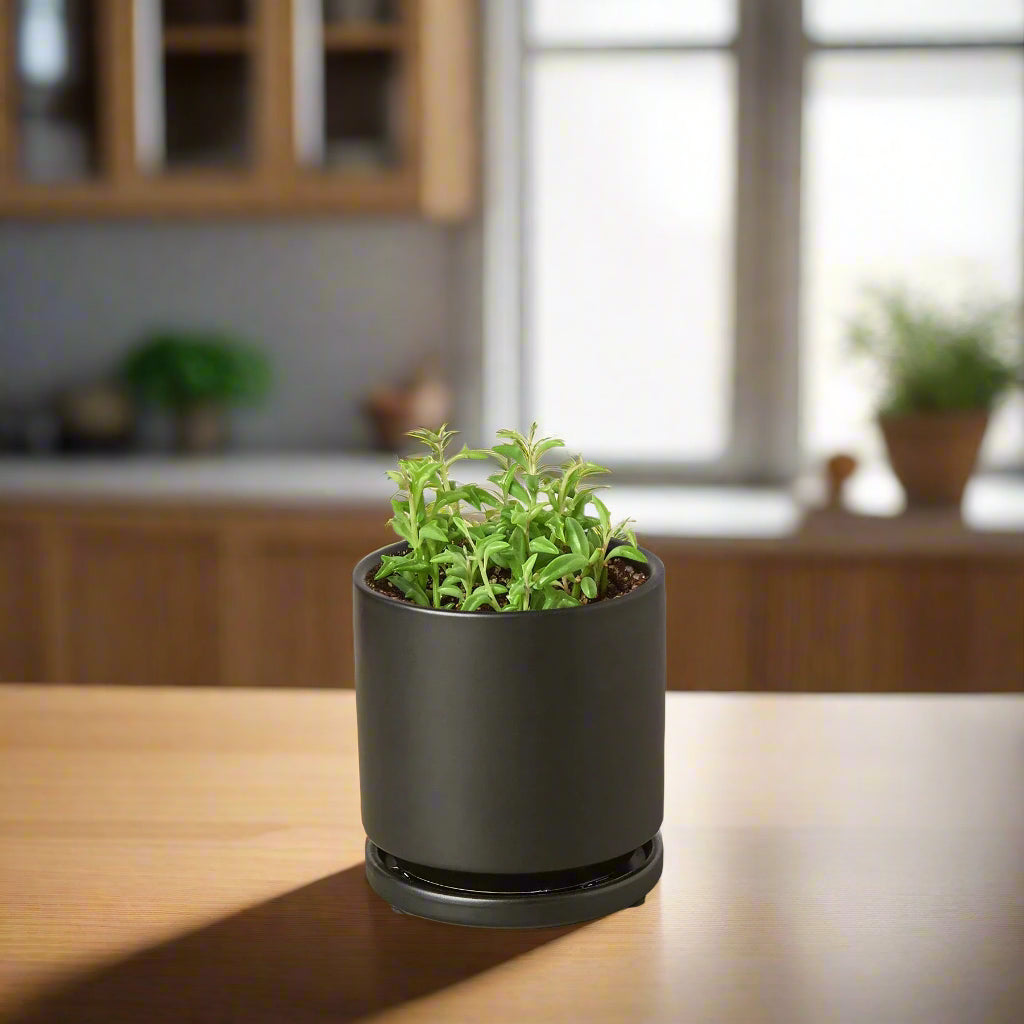 Succulent 'String of Dolphins'