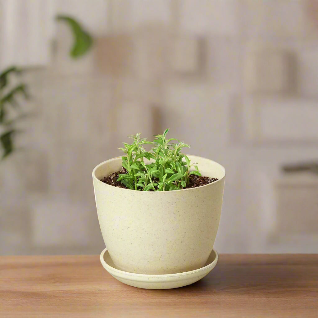 Succulent 'String of Dolphins'