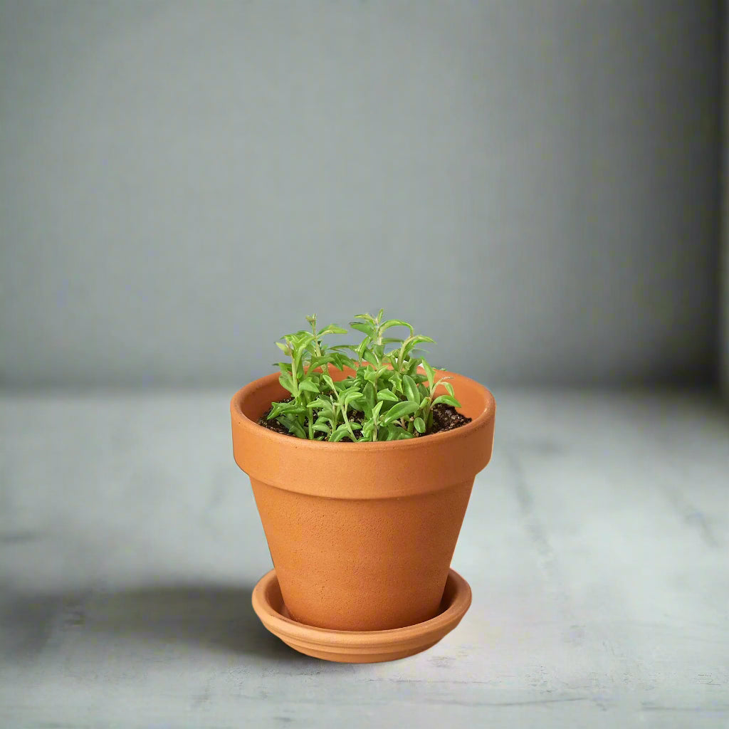 Succulent 'String of Dolphins'
