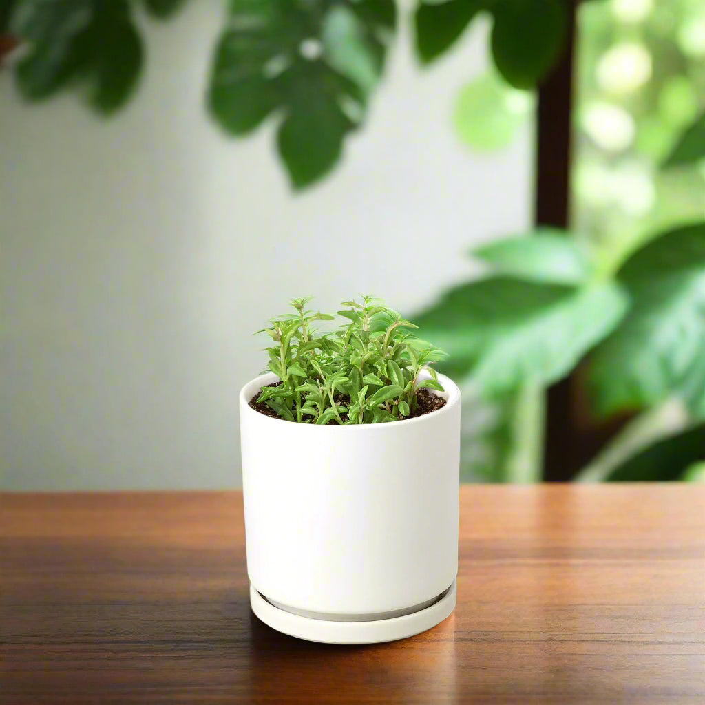 Succulent 'String of Dolphins'