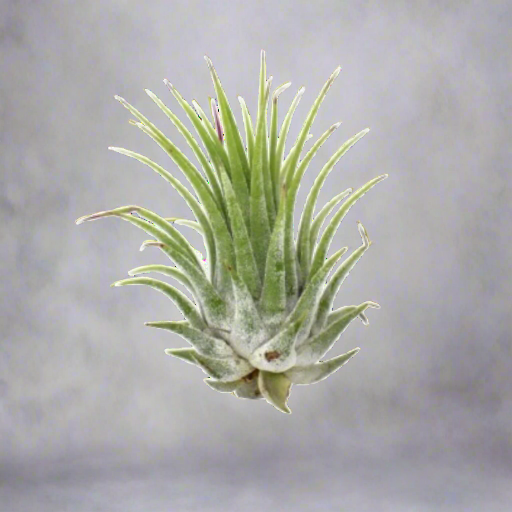 Tillandsia Air Plant Ionantha - 5 Pack