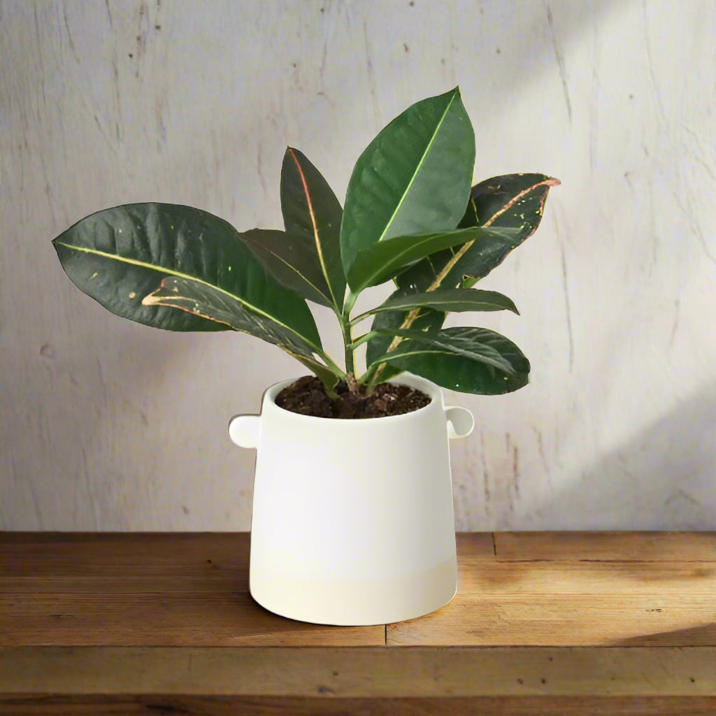 Knob Cylinder Pot - 5 Inch
