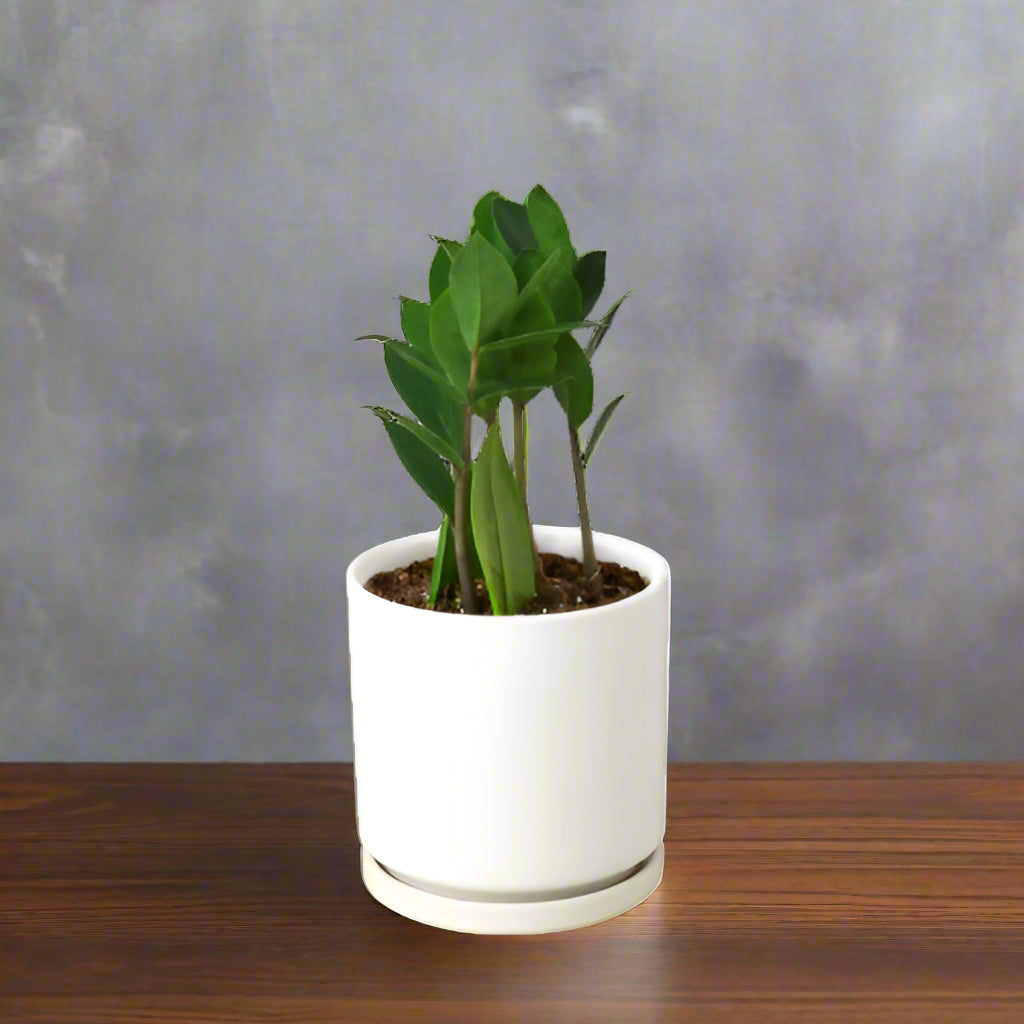 Zamioculcas Zamiifolia ZZ