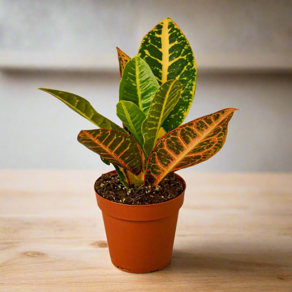 Croton Petra 'Joseph's Coat'