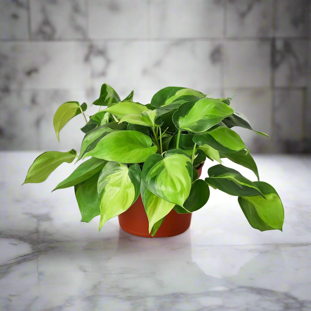 Philodendron 'Brasil'