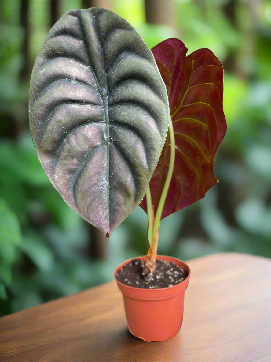 Alocasia 'Red Secret'