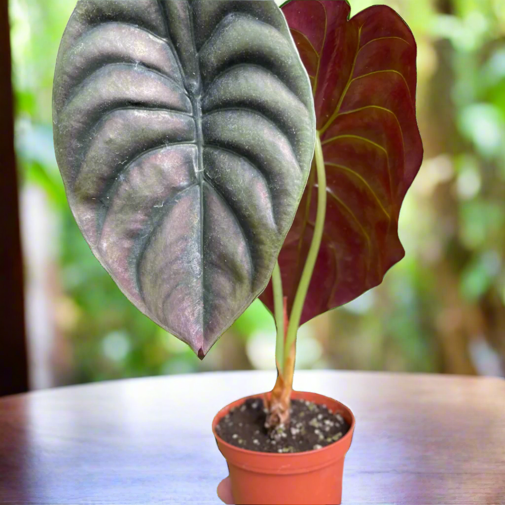 Alocasia 'Red Secret'