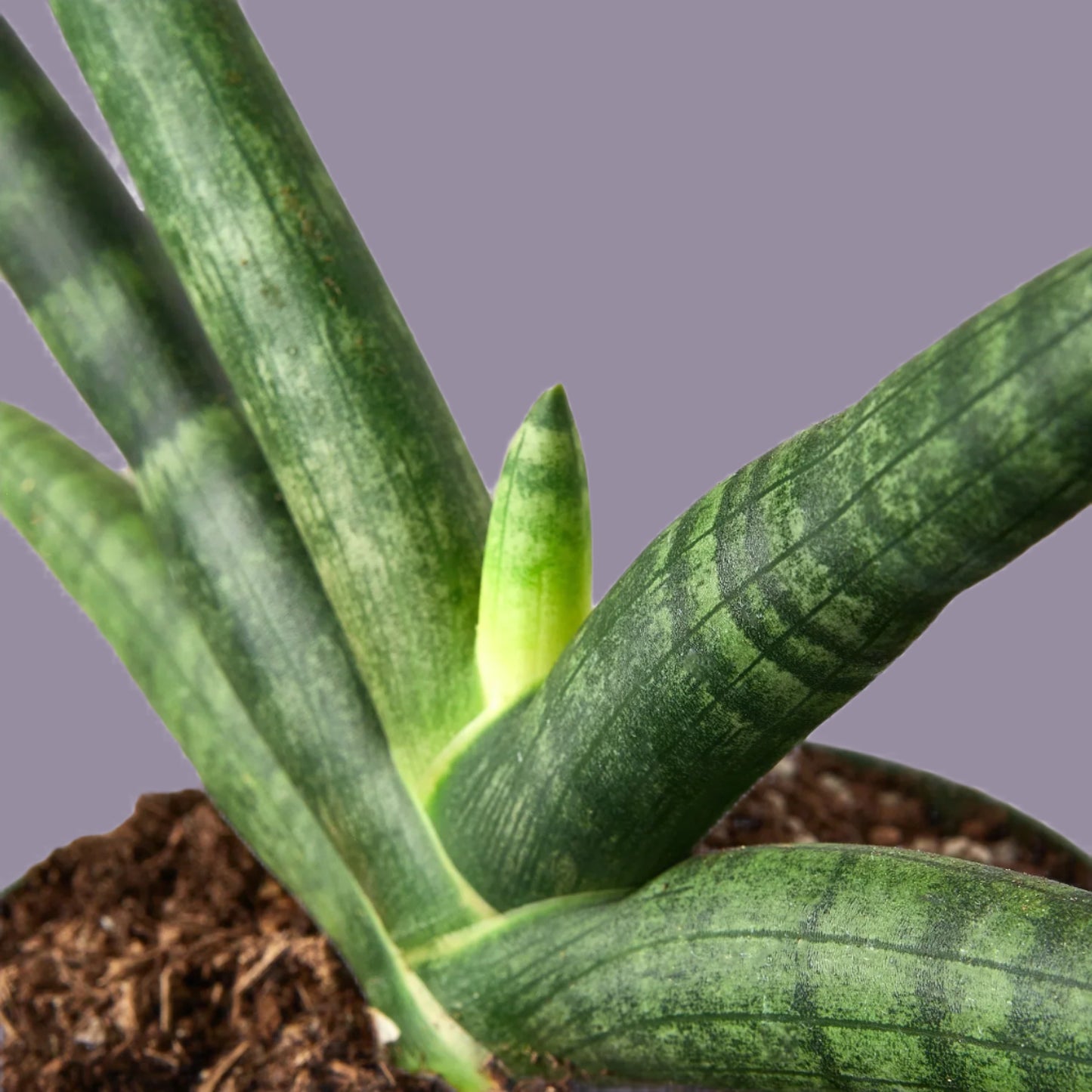 Snake Plant Starfish