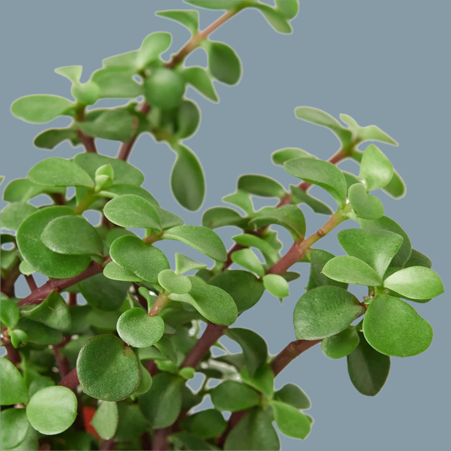 Succulent 'Elephant Bush'