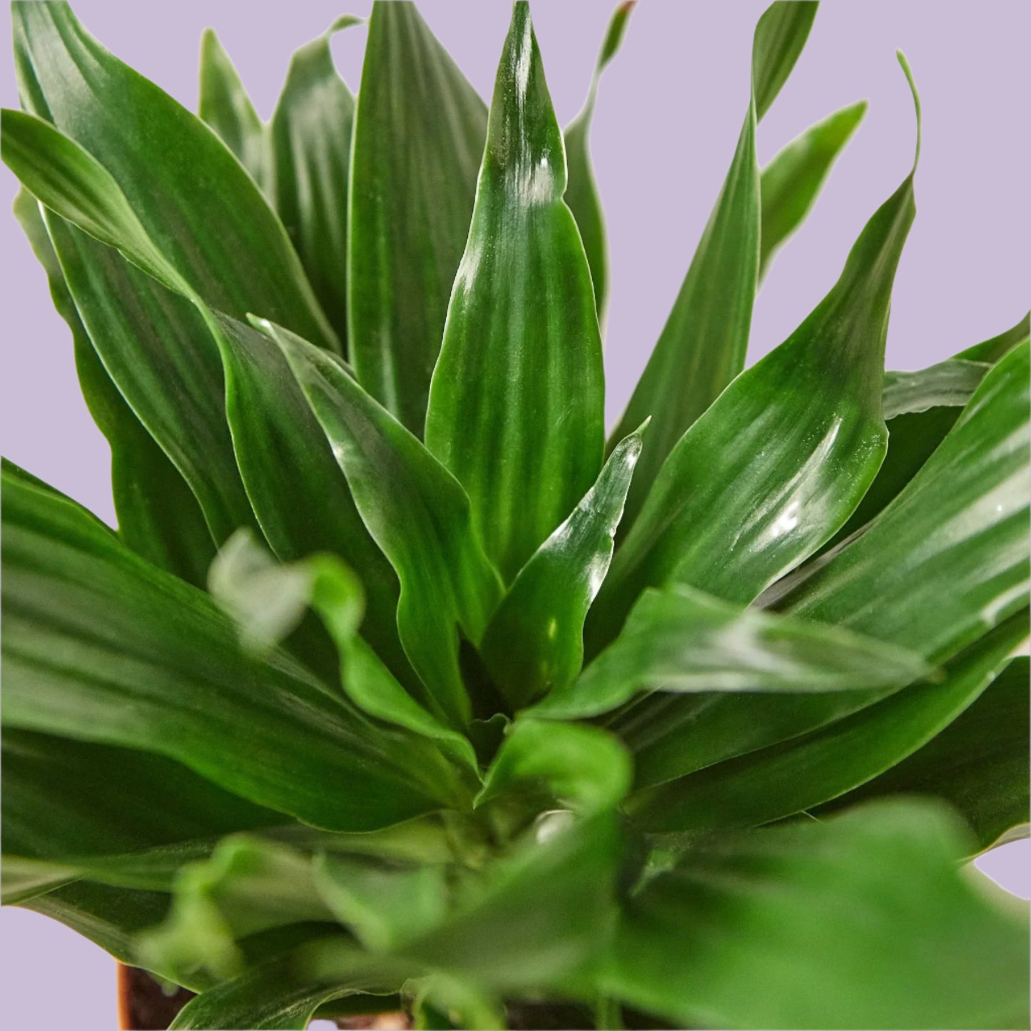 Dracaena 'Janet Craig'