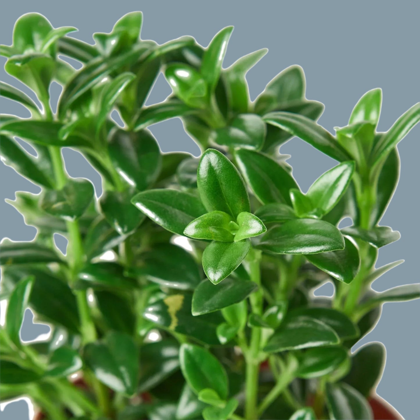 Nemetanthus Candy Corn Plant 'Brazilian Firecracker'