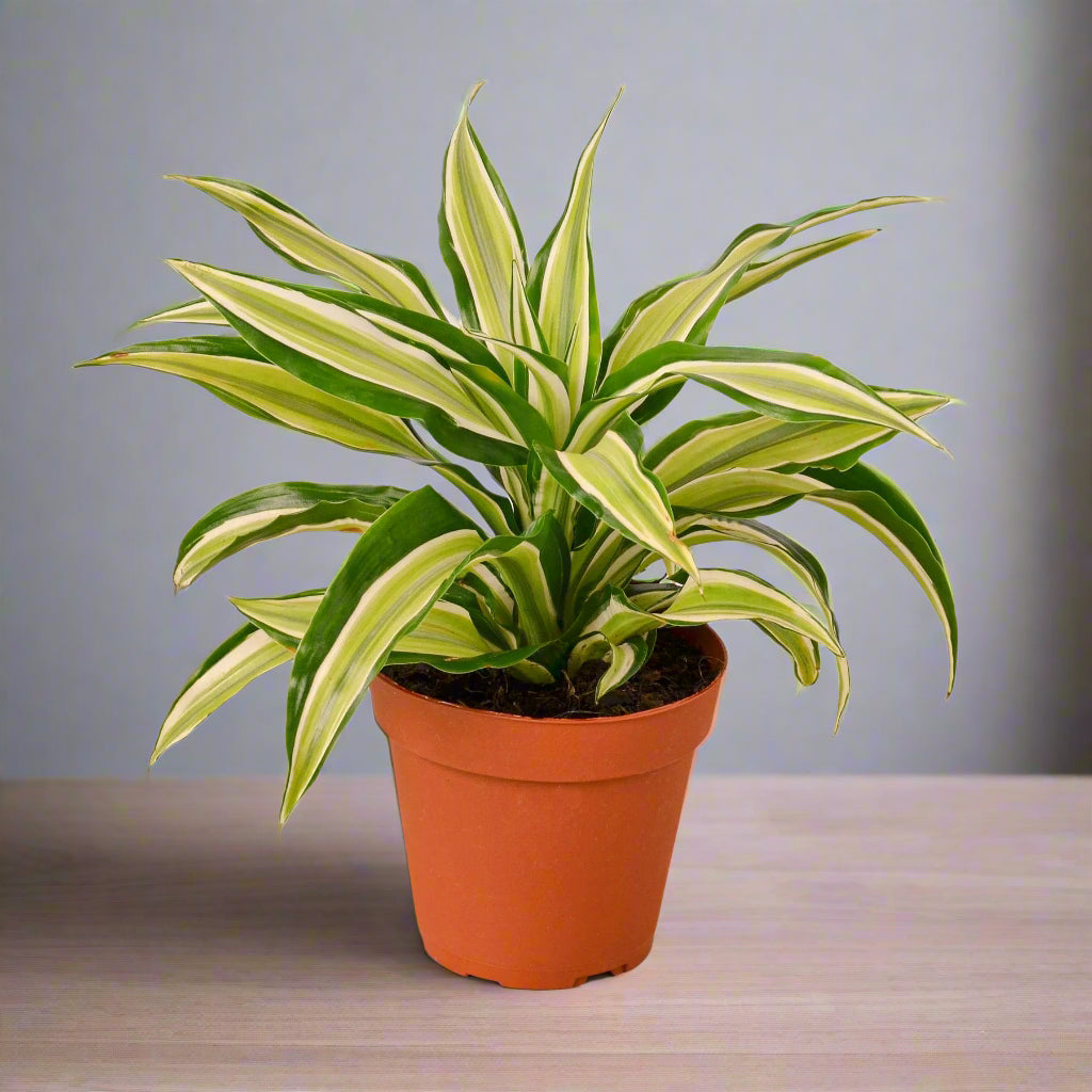 Dracaena 'Malaika'