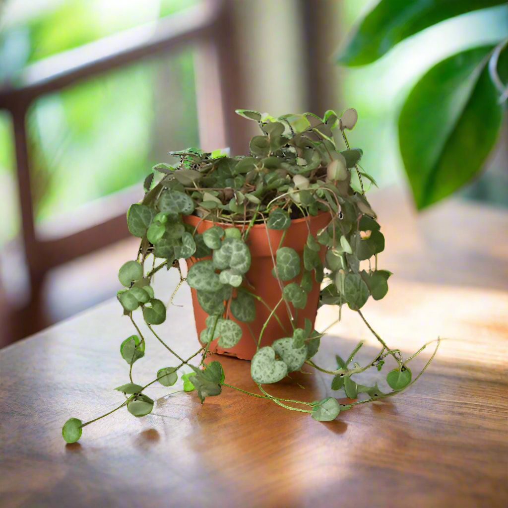 Succulent 'String of Hearts'