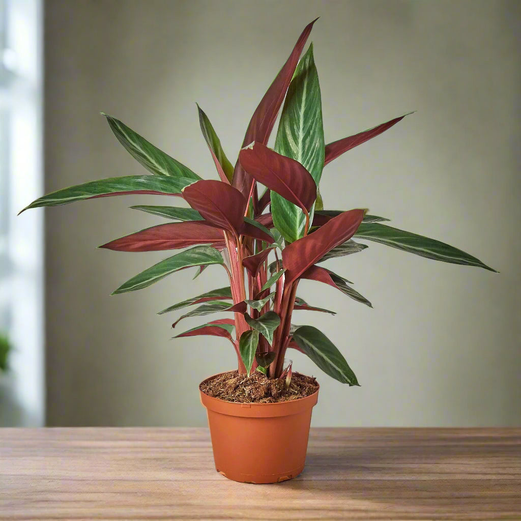 Stromanthe Sanguinea