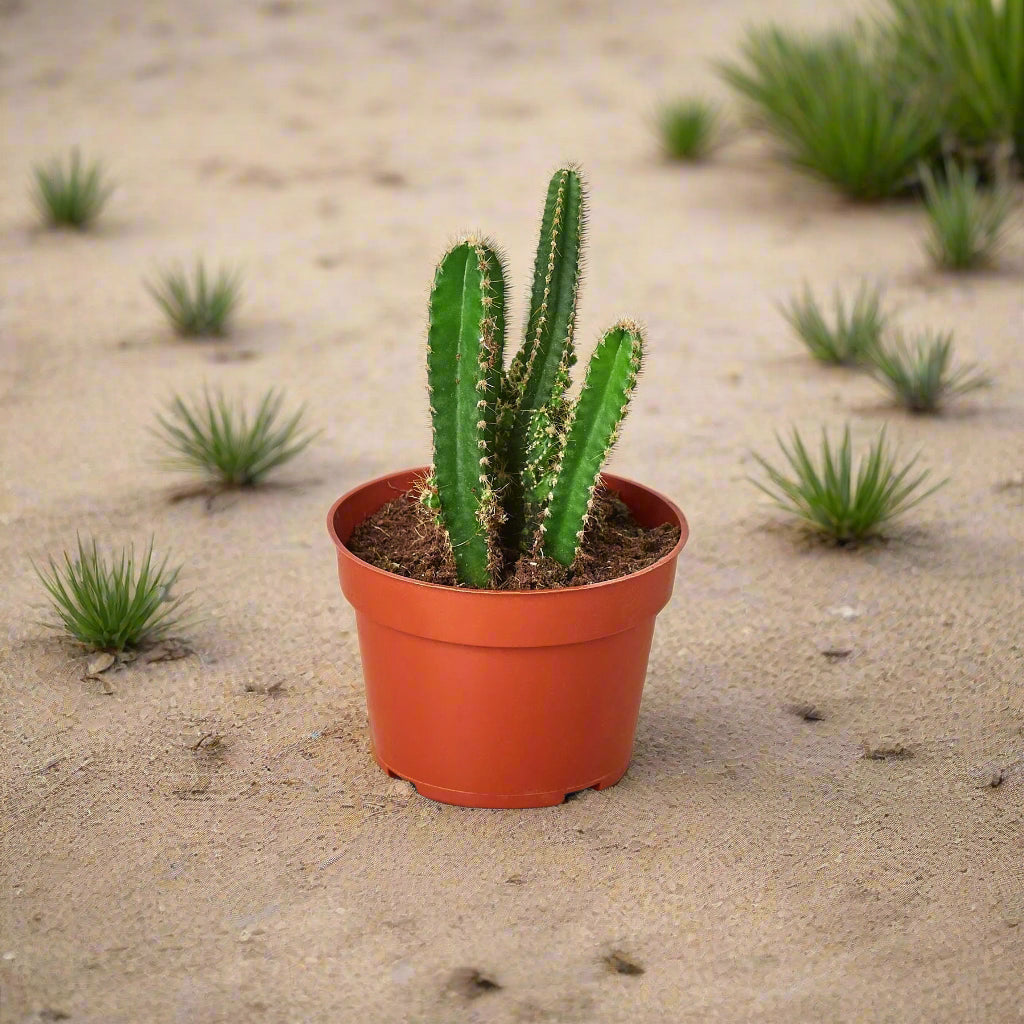 Fairy Castle Cactus - Small