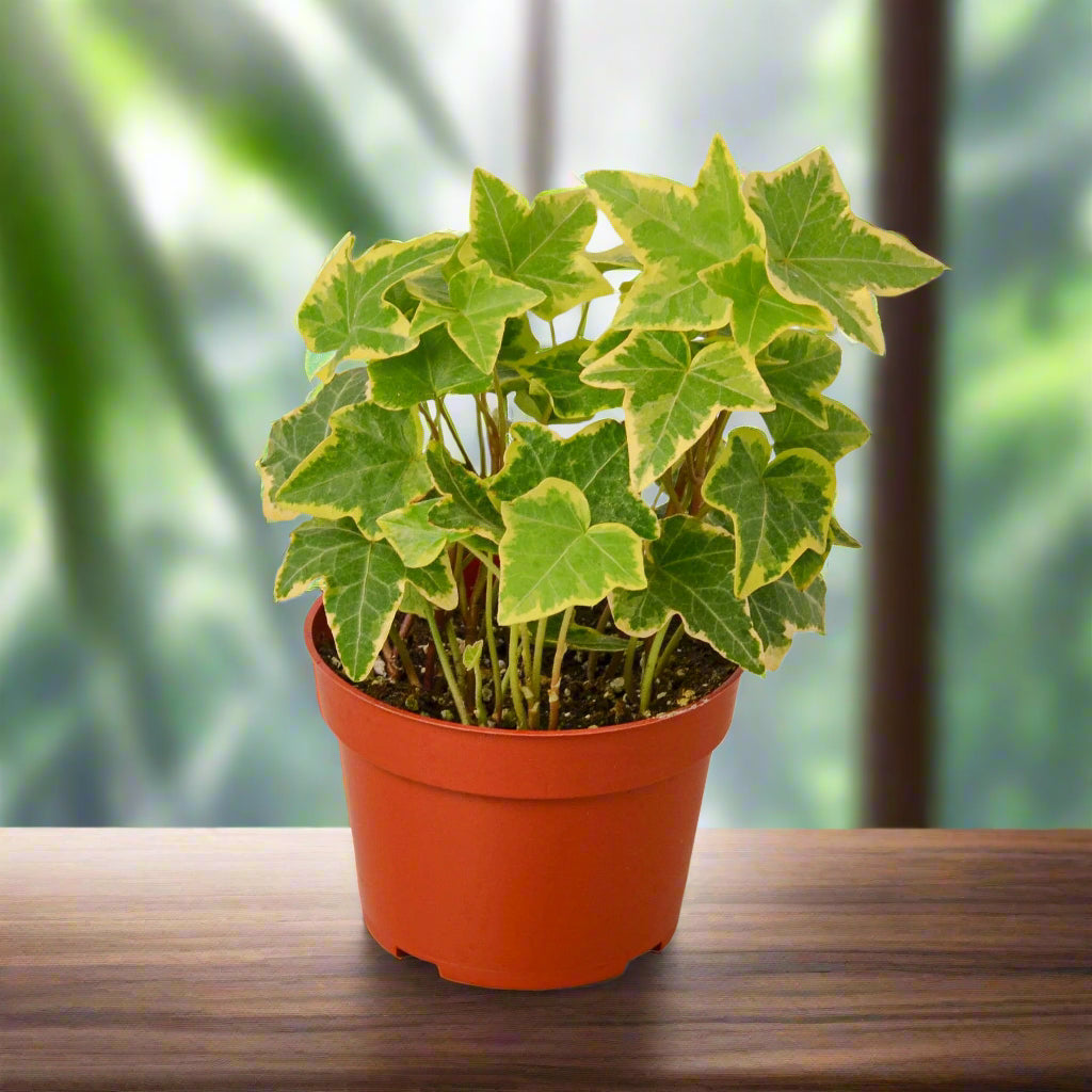 English Ivy Gold Child