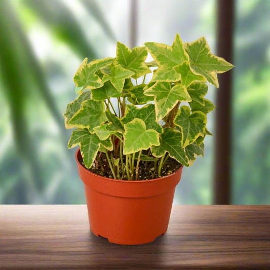 English Ivy Gold Child