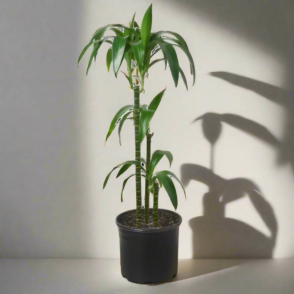 Dracaena 'Elegance' - 10" Pot
