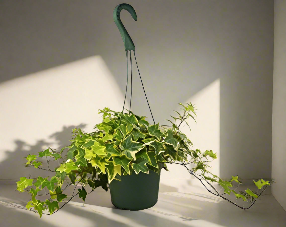 English Ivy Gold Child