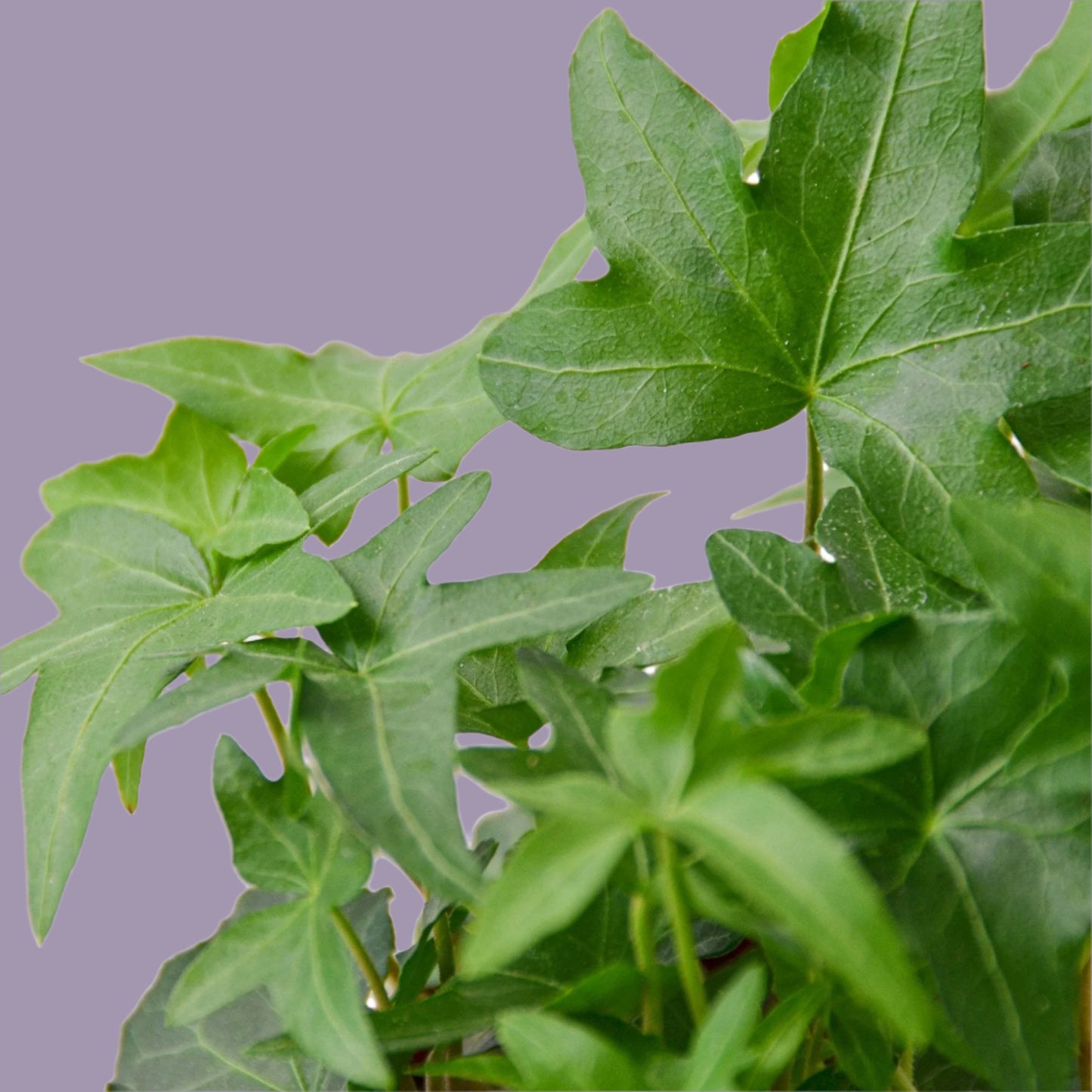 English Ivy Green California
