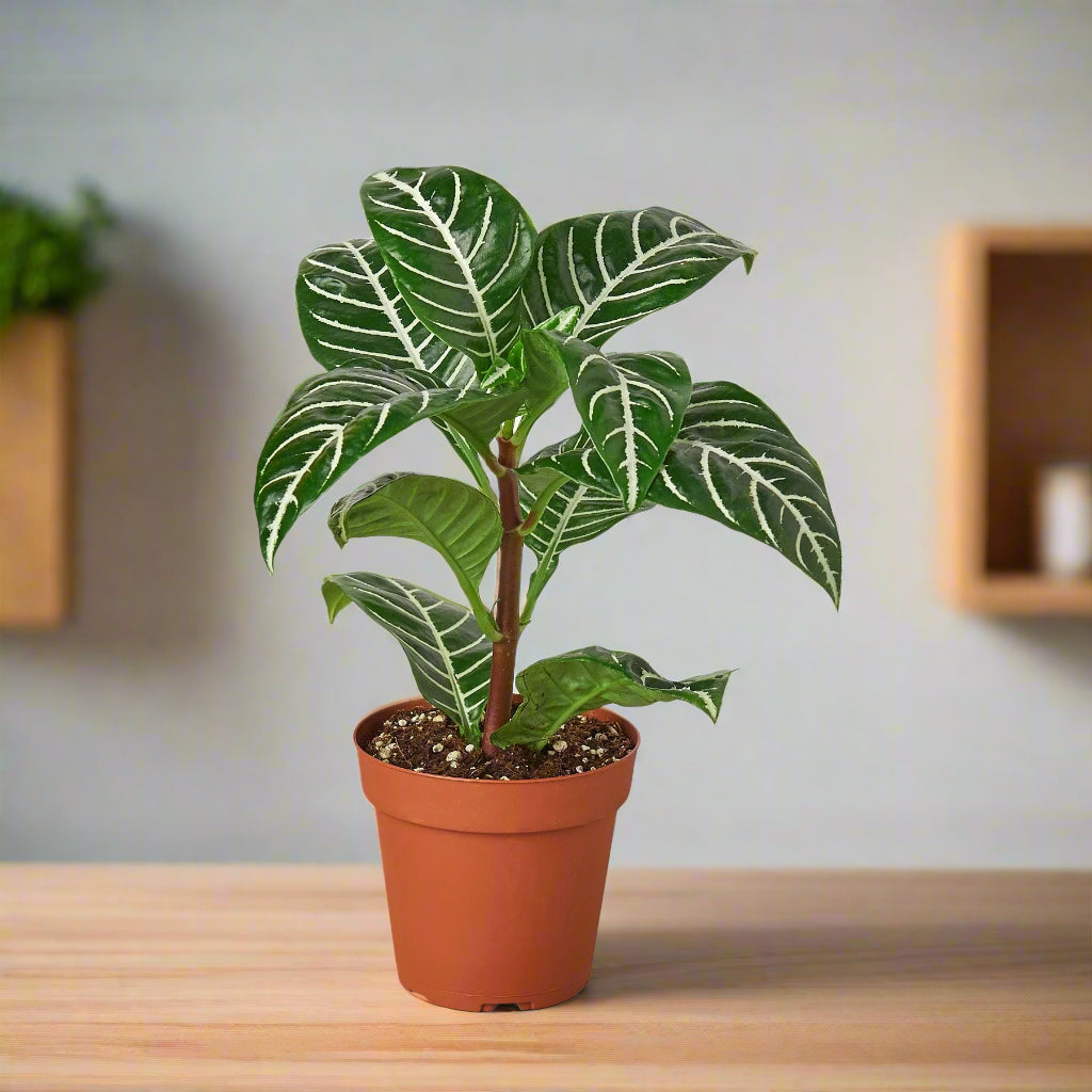 Zebra 'Aphelandra'