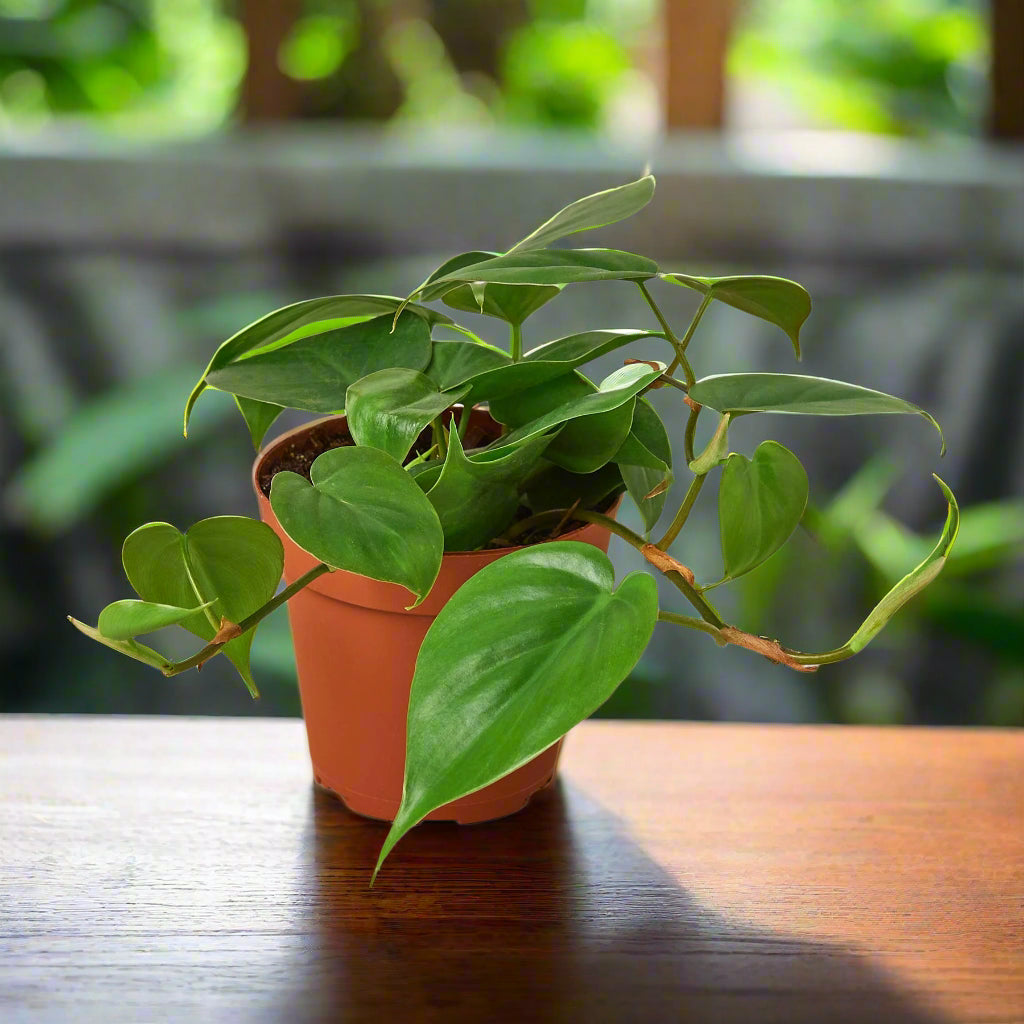 Philodendron Cordatum Heartleaf