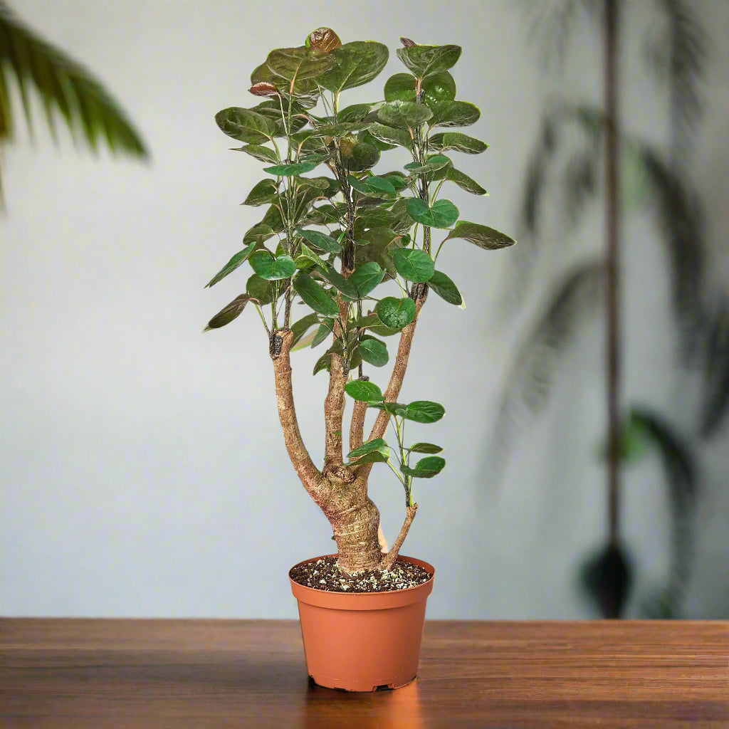 Aralia Fabian Stump 'Polyscias Scutellaria'