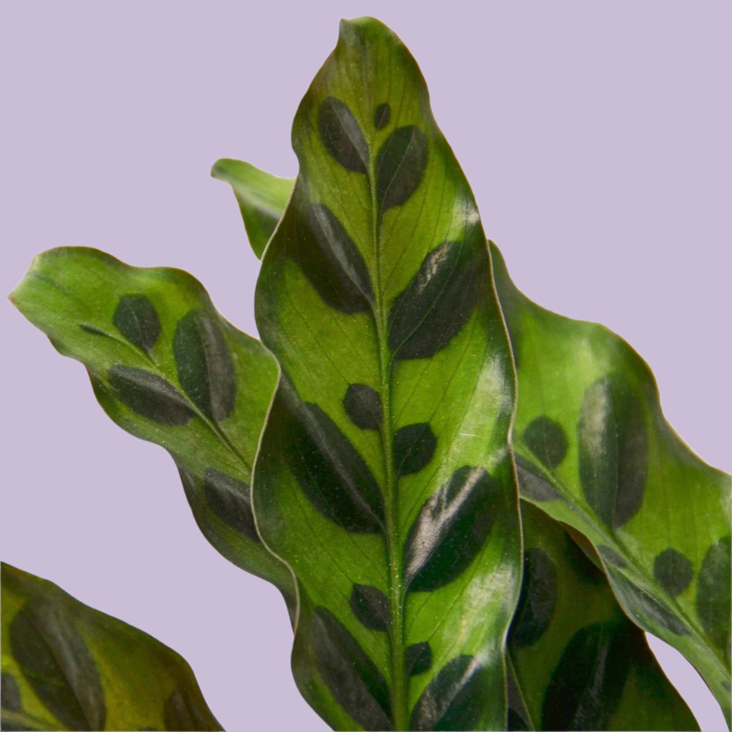 Calathea Lancifolia 'Rattlesnake'