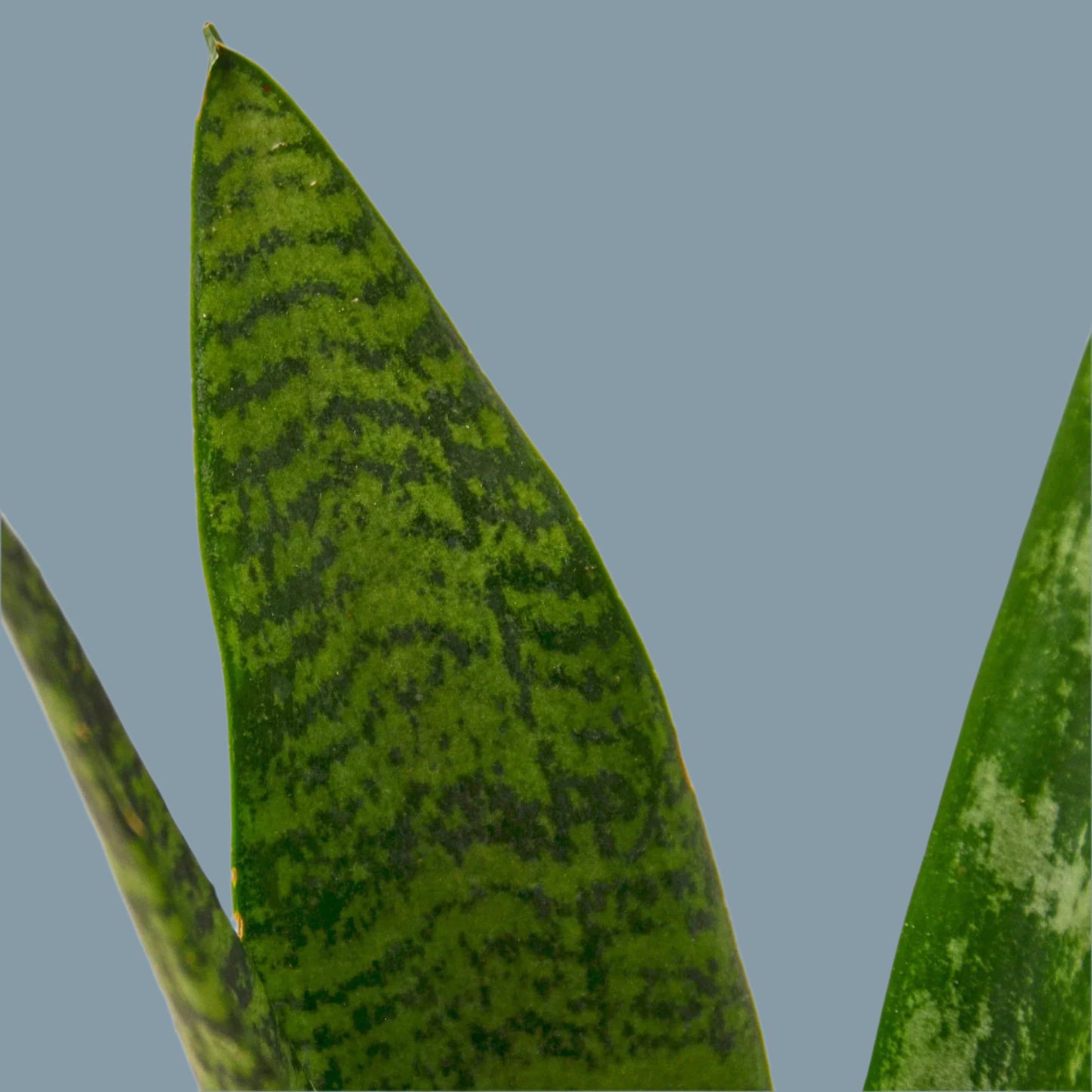 Snake Plant 'Zeylanica'