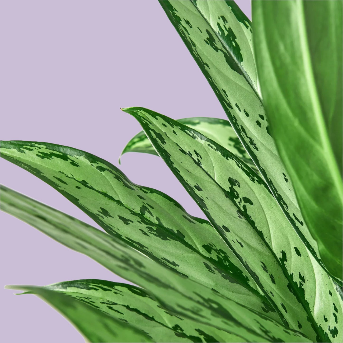 Chinese Evergreen 'Cutlass'