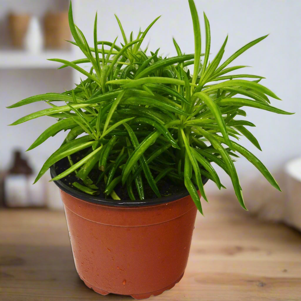 Peperomia 'Green Bean'