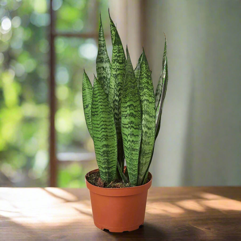 Snake Plant 'Zeylanica'