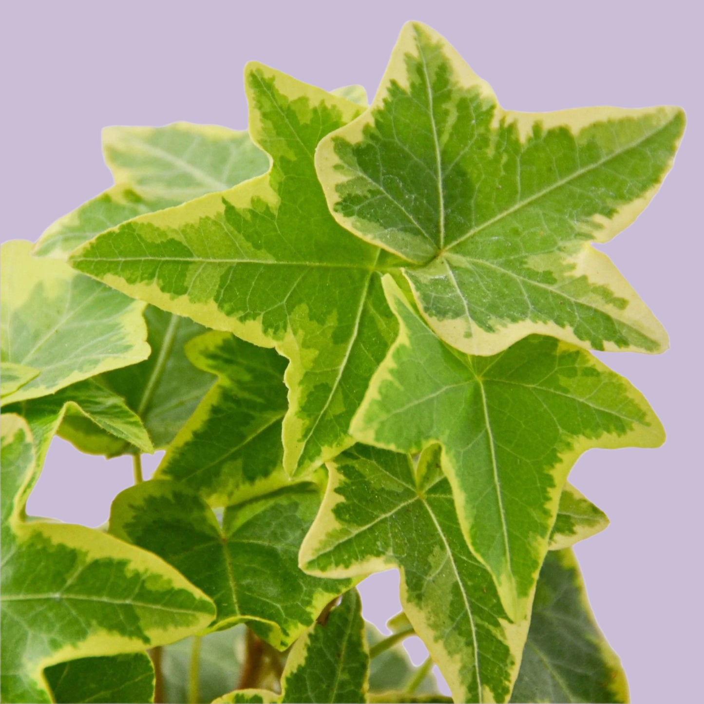 English Ivy Gold Child