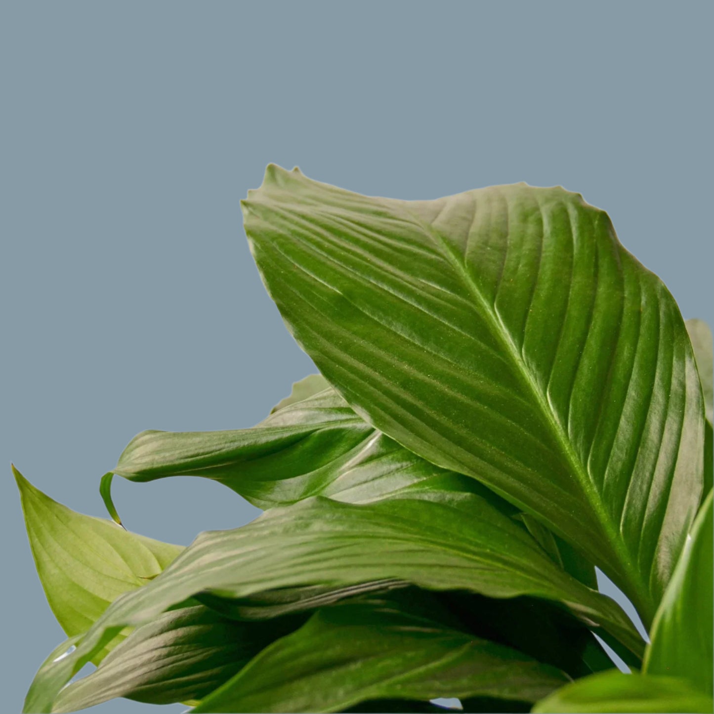Spathiphyllum 'Peace Lily'