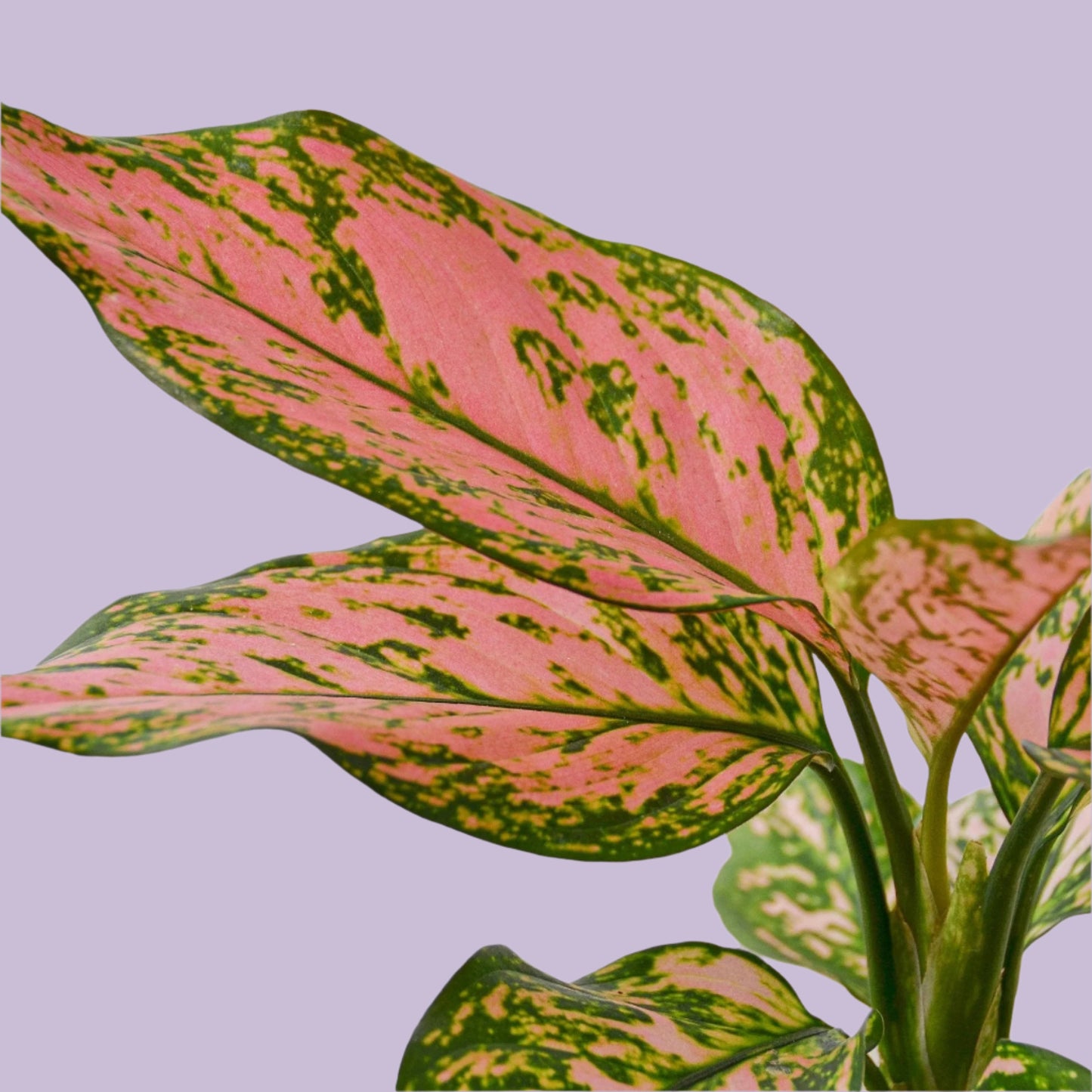 Chinese Evergreen 'Lady Valentine'