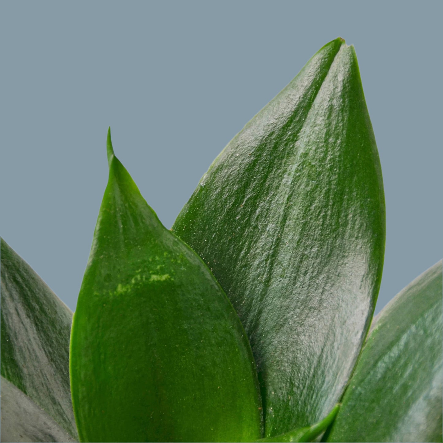 Snake Plant Jade