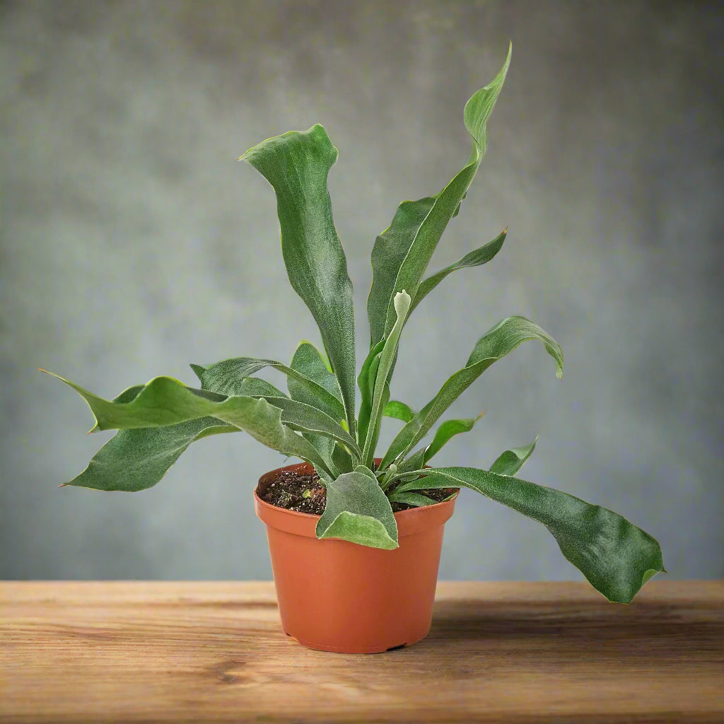 Staghorn Fern
