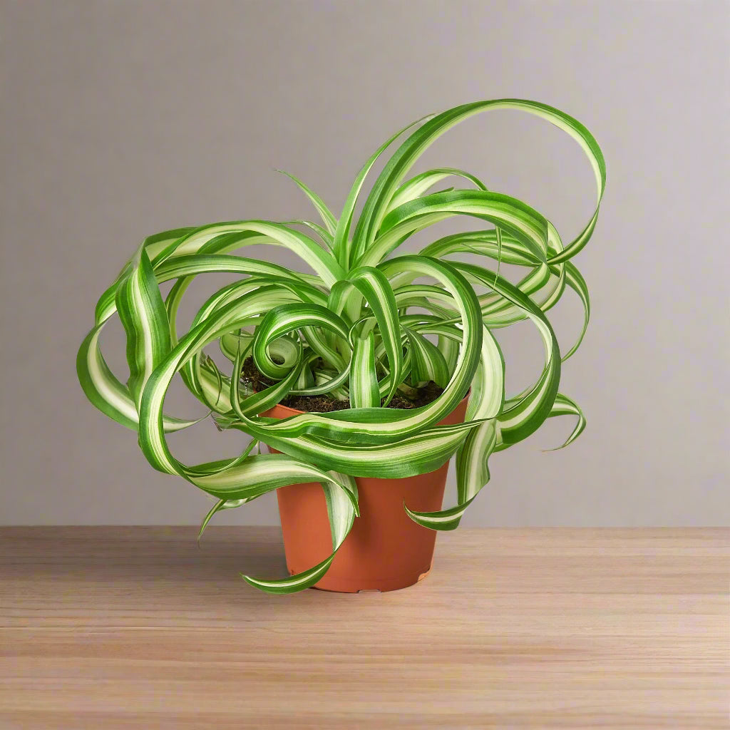Spider Plant 'Bonnie'