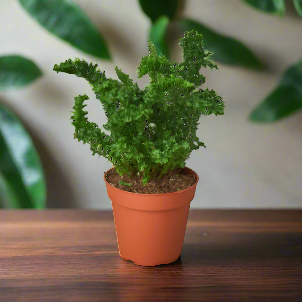'Emina' Fern - 4" Pot