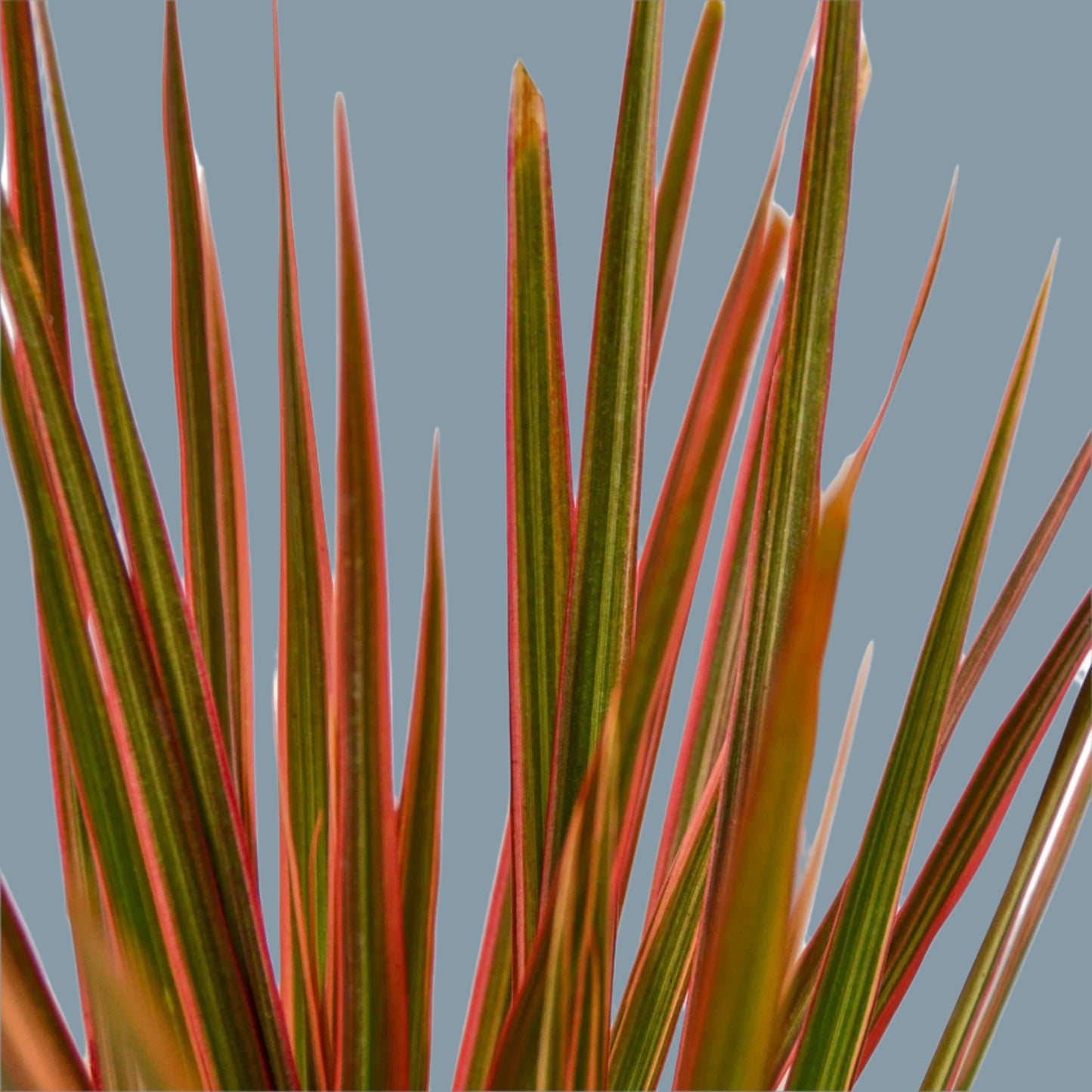 Dracaena 'Colorama'