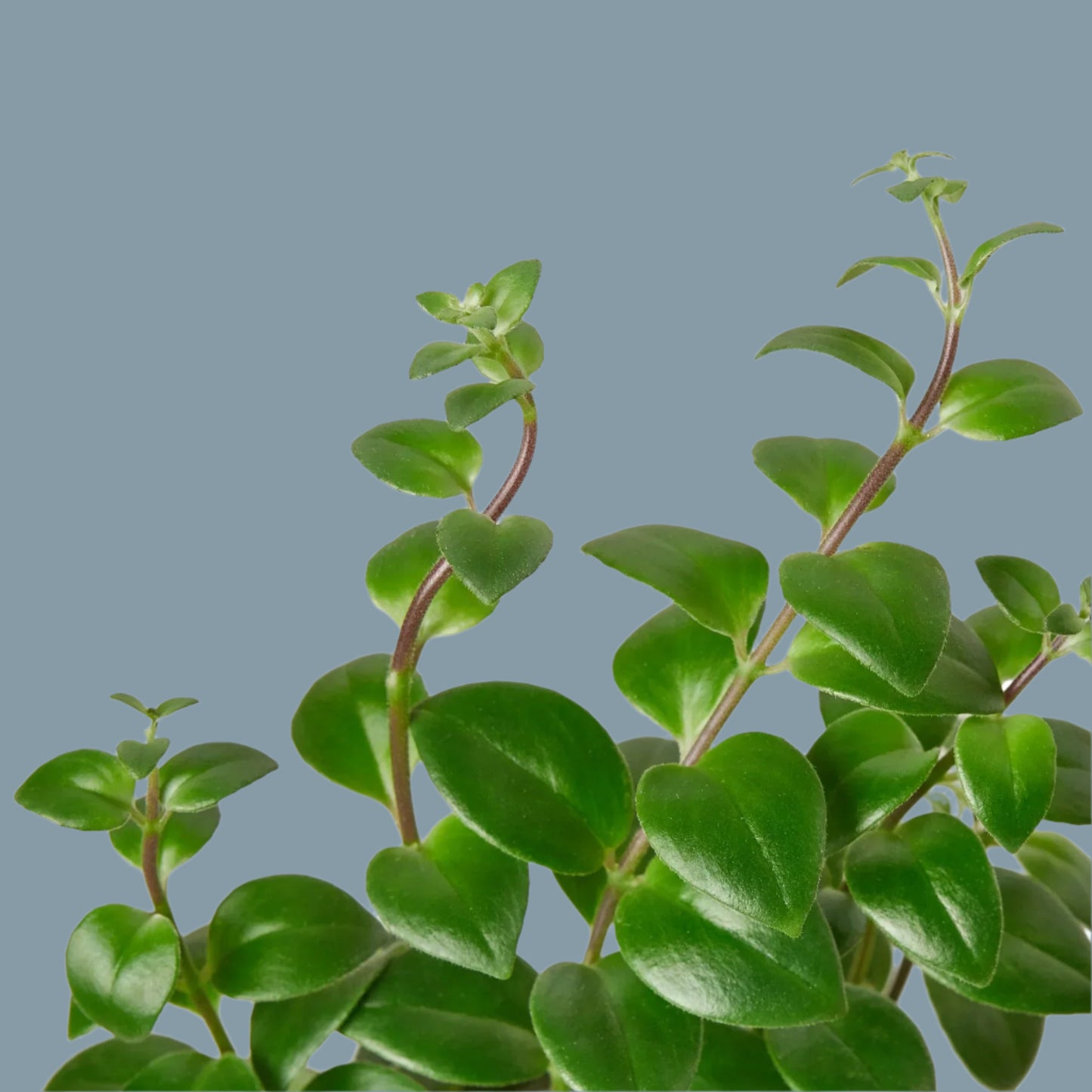 Lipstick Plant