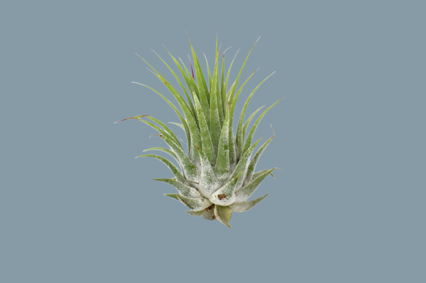 Tillandsia Air Plant Ionantha - 25 Pack