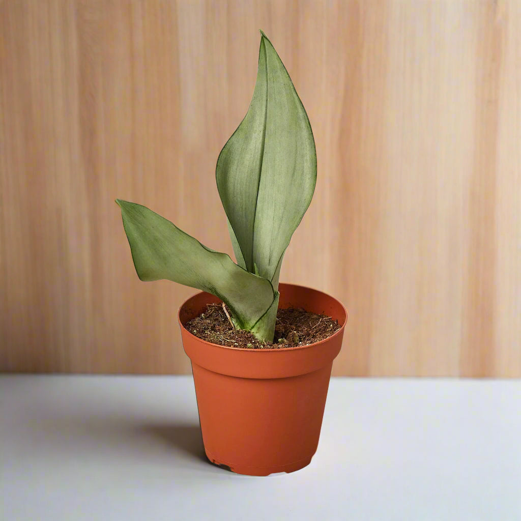 Snake Plant Moonshine