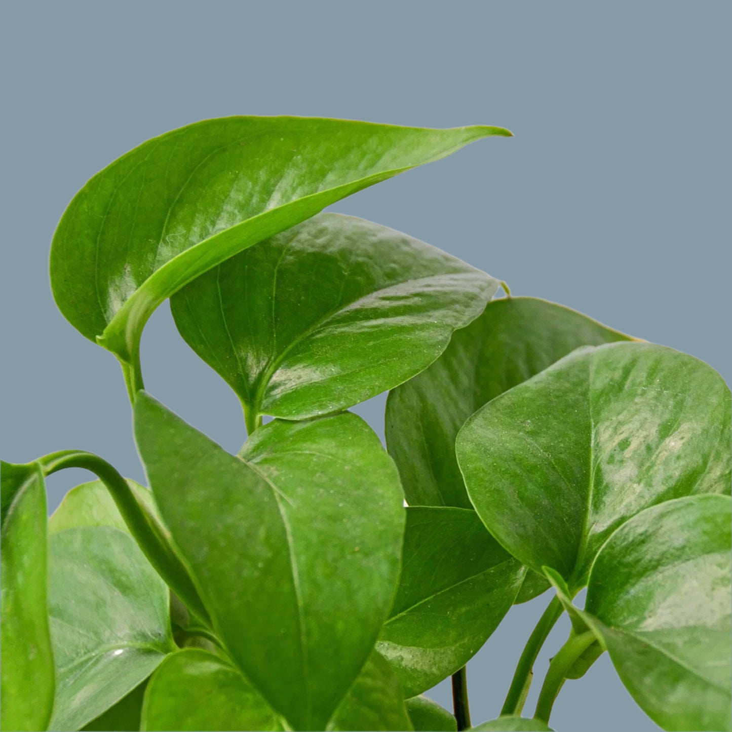 Pothos 'Green Queen'