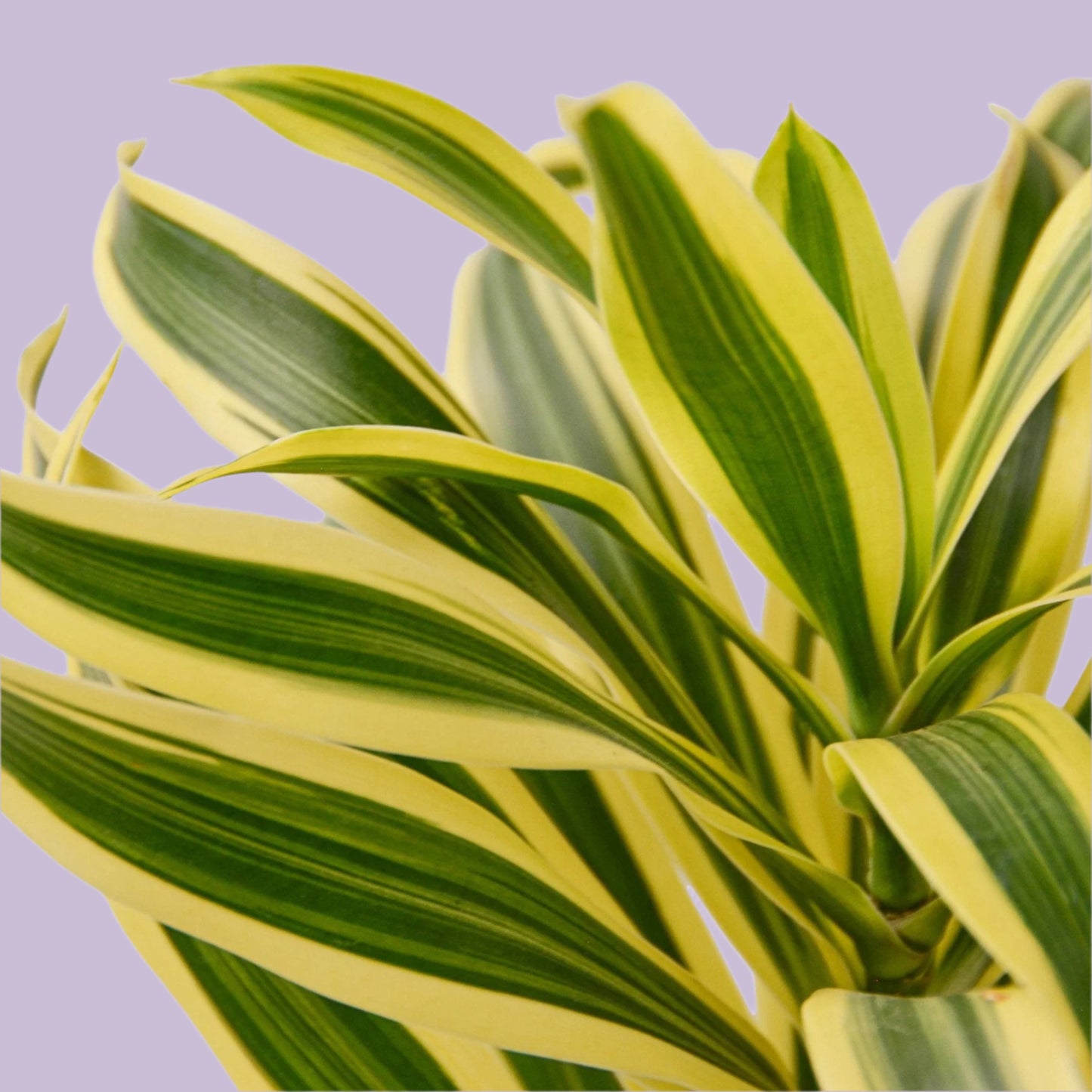 Dracaena 'Song of India'