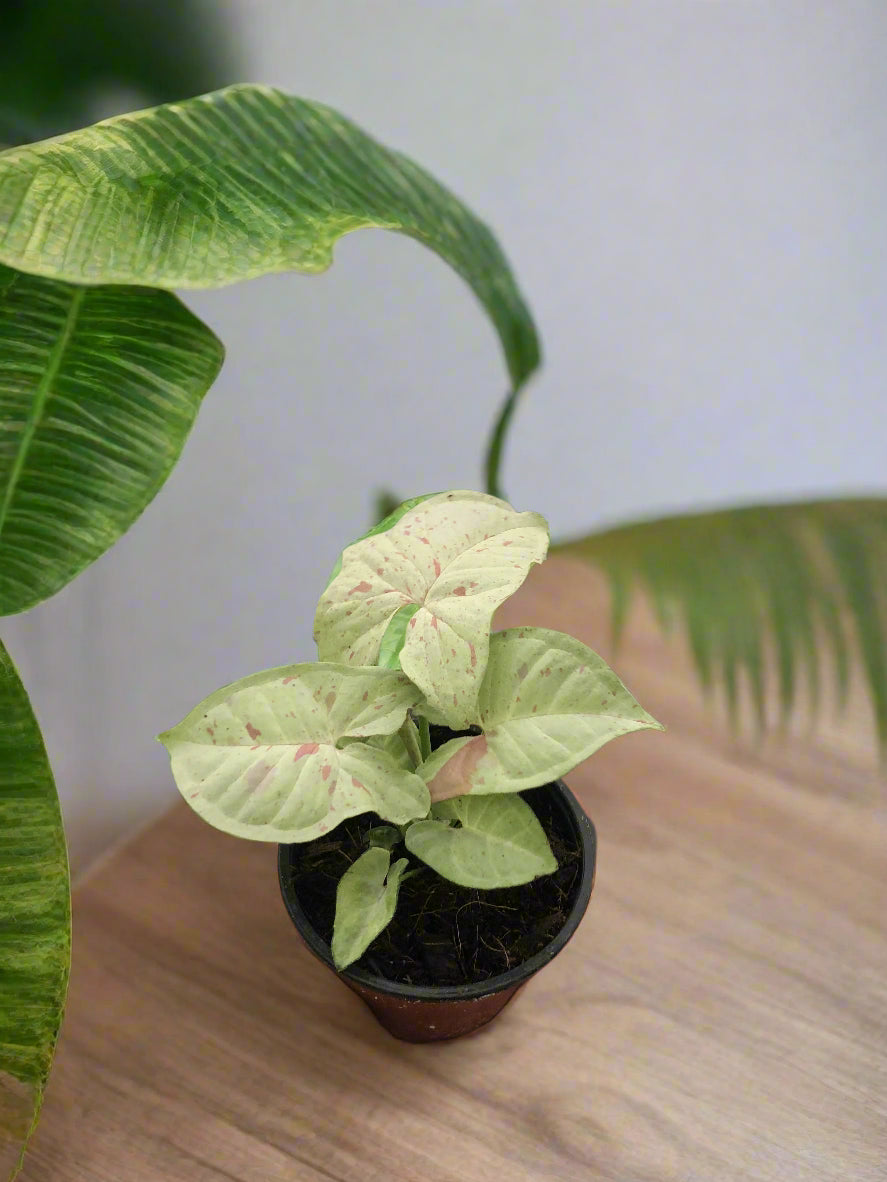 Syngonium 'Milk Confetti'