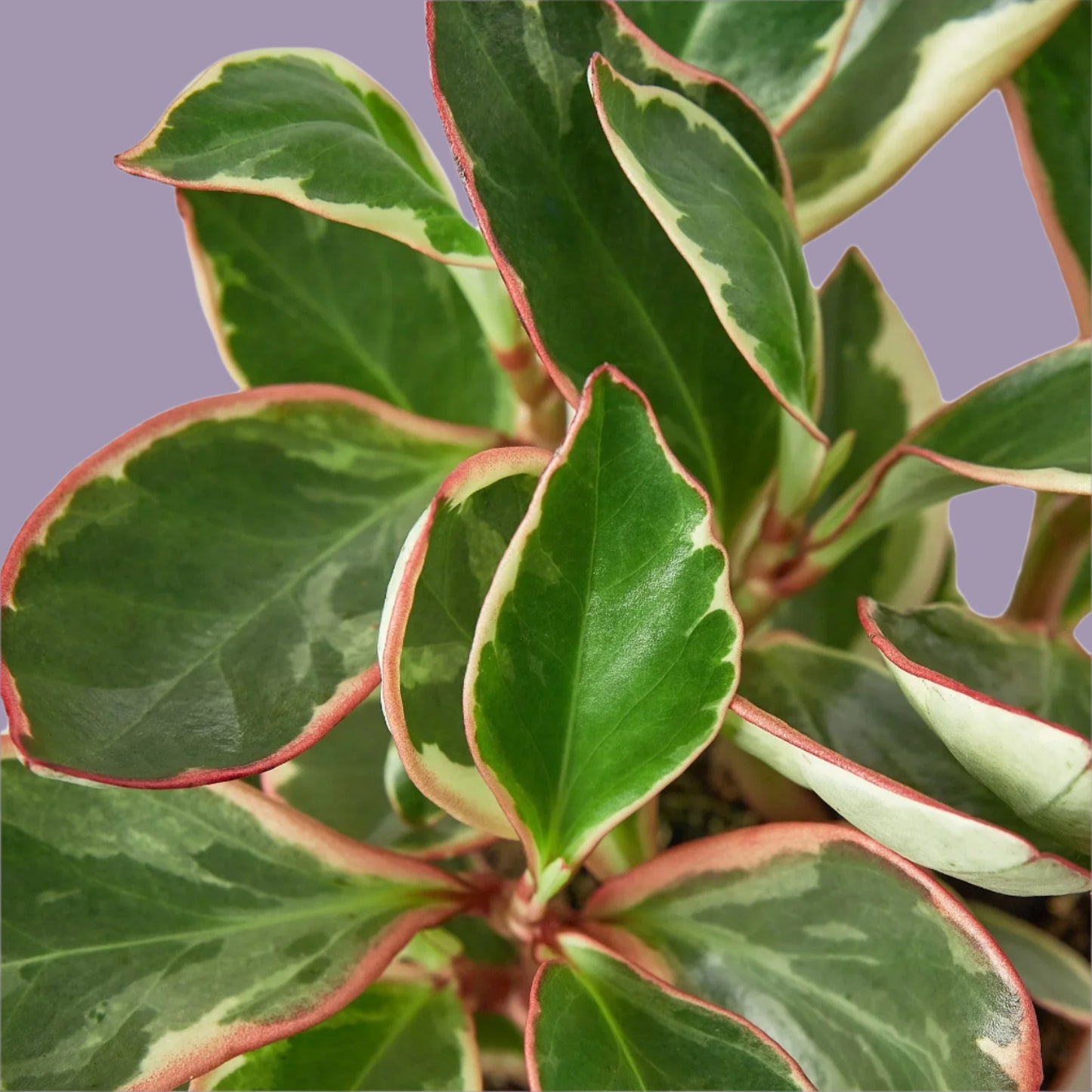 Peperomia 'Ginny'