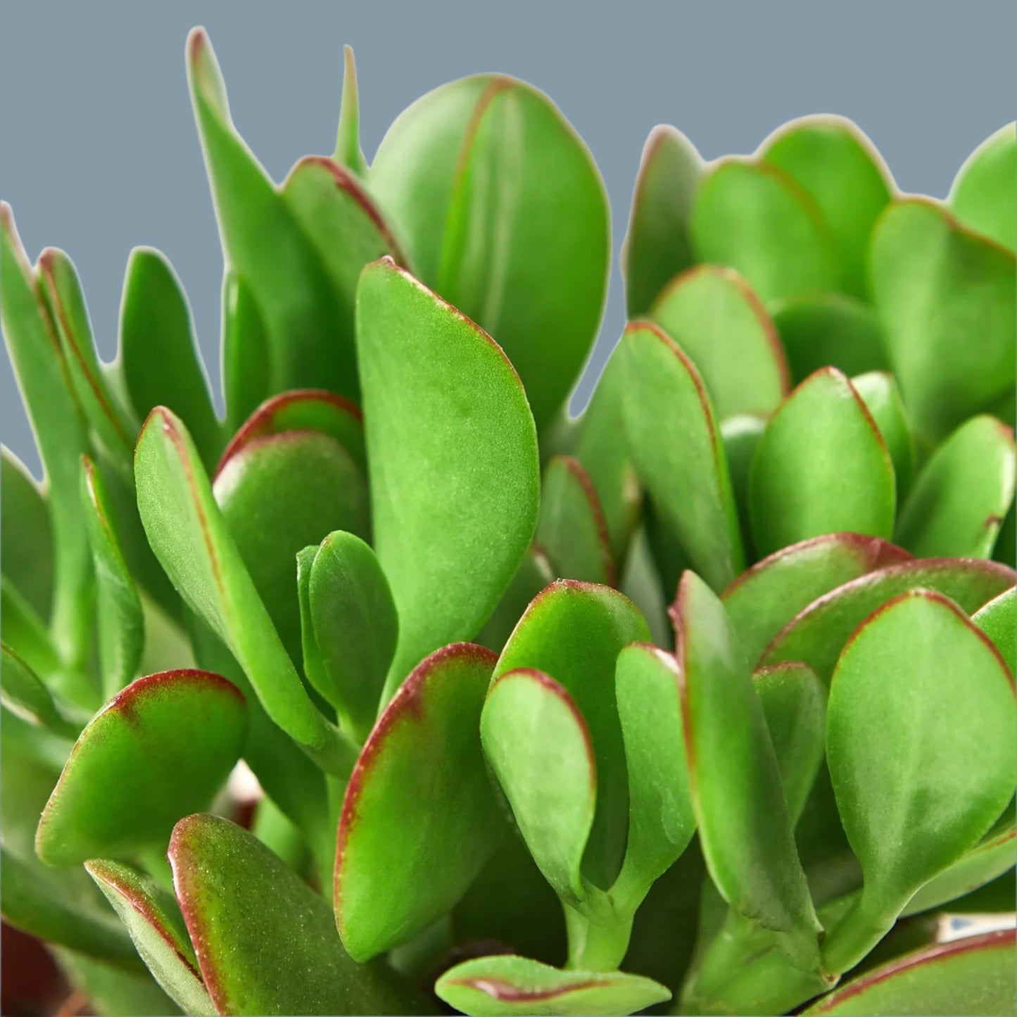 Succulent Crassula 'Jade'